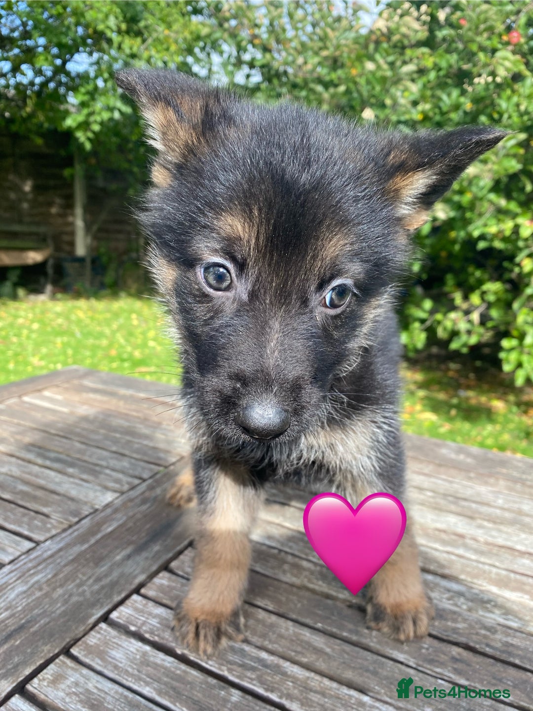 German Shepherd dogs for sale: Chunky Farm bred GSD pups ready now. - Image 8