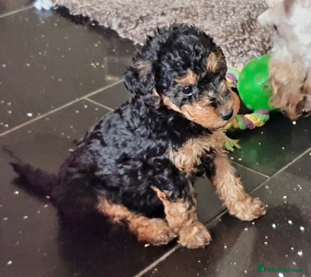Mixed Breed dogs for sale: ABSOLUTELY STUNNING FOXYPOO PUPPIES - Image 13