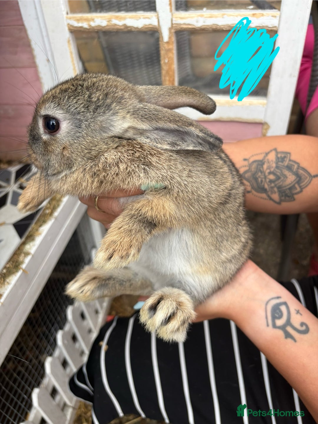 Mixed Breed rabbits for sale: Mix of rabbits  - Image 3