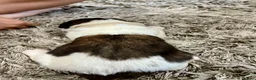 Saint Bernard dogs for sale: Beautiful KC registered show quality Puppies.  - Advert 17