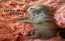 British Shorthair cats for sale: Cat with 6 kittens  - Image 4