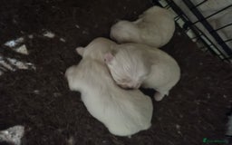 Maltese dogs for sale: Beautiful miniature maltese puppies  - Image 8