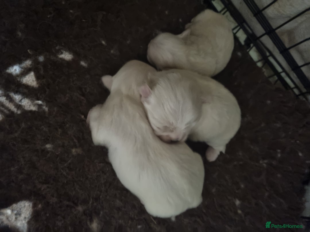 Maltese dogs for sale: Beautiful miniature maltese puppies  - Image 8
