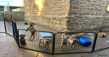 Labrador Retriever dogs - Advert 14