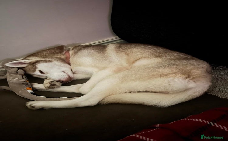Siberian Husky dogs - Advert 1