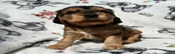 Cocker Spaniel dogs for sale: KC Show Cocker Spaniels - Advert 2