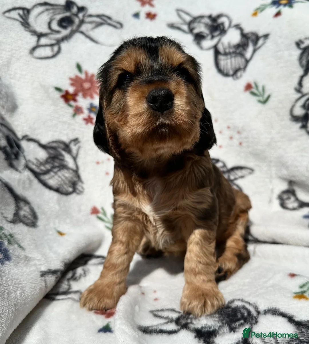 Cocker Spaniel dogs for sale: KC Show Cocker Spaniels - Advert 2