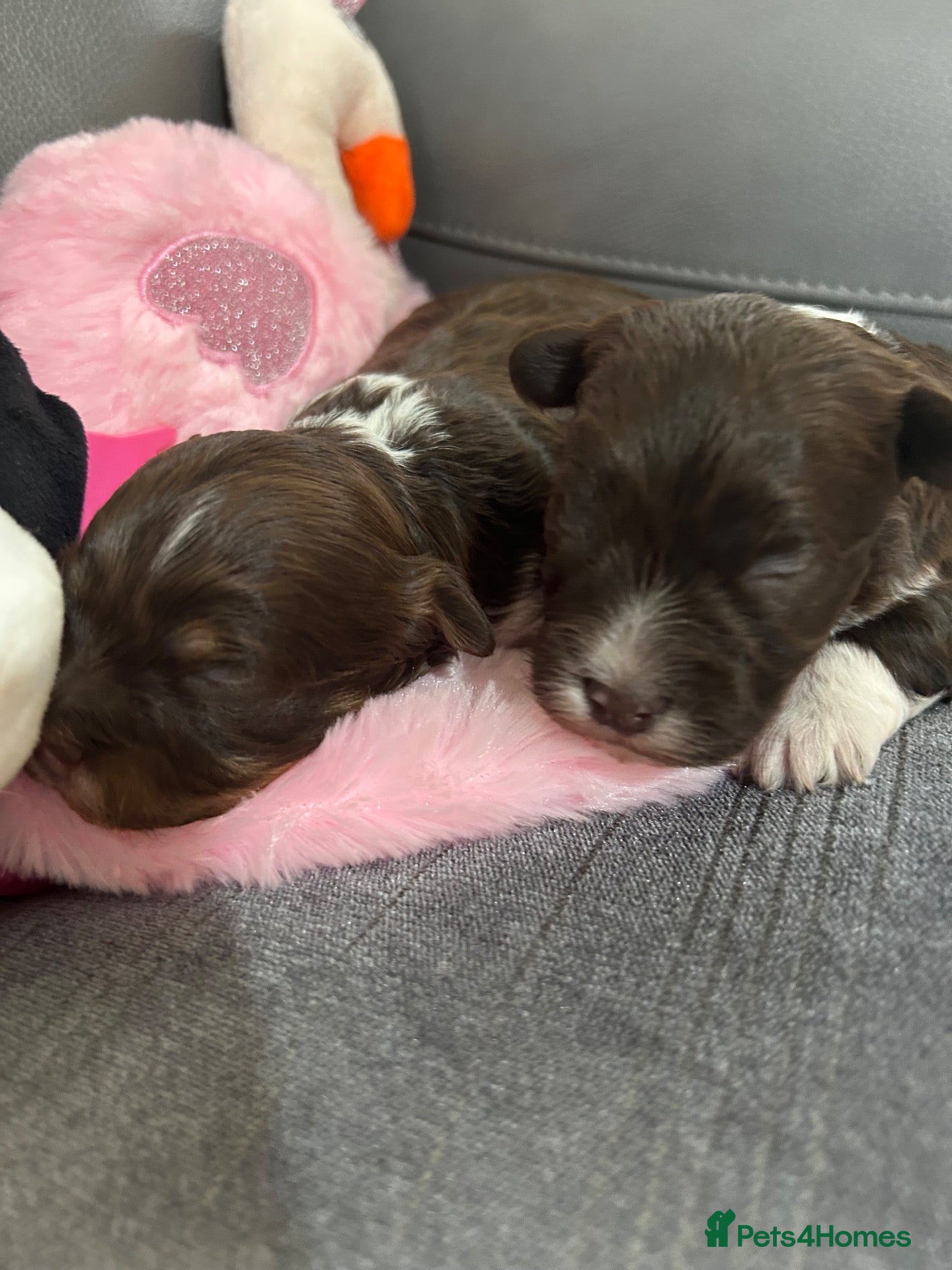 Havanese dogs Stunning pedigree Havanese puppies  - Advert 1