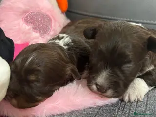 Havanese dogs Stunning pedigree Havanese puppies - Advert 2