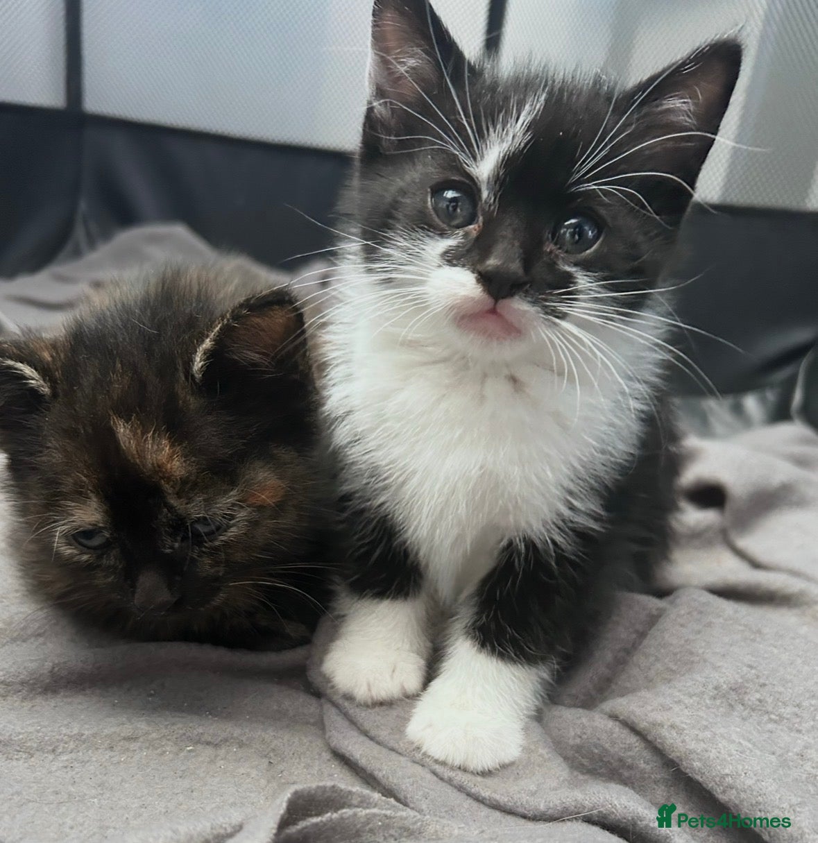 Mixed Breed cats Beautiful litter of kittens  - Advert 13