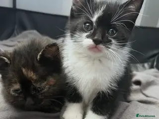 Mixed Breed cats Beautiful litter of kittens - Advert 13