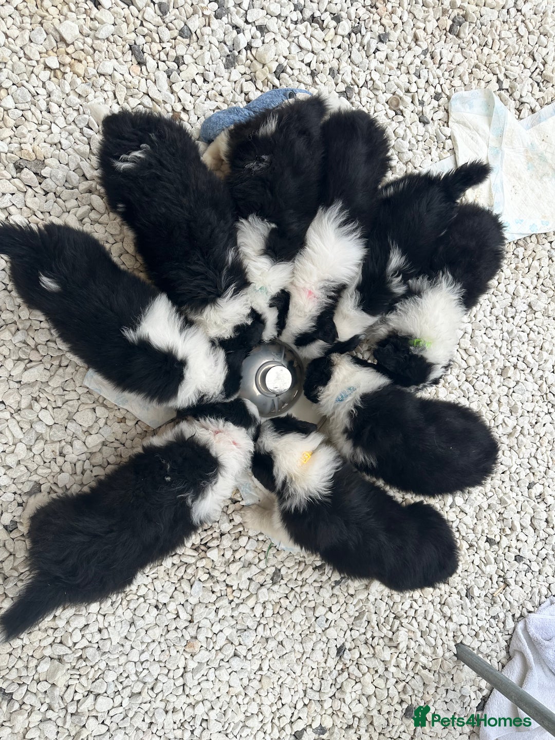 Border Collie dogs for sale: Last one boy ,rehome !International Champion line - Advert 12