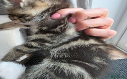 Scottish Fold cats for sale: Gorgeous and playing Scottish Fold cross kittens  - Image 4