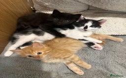 Mixed Breed cats for sale: For Sale: 5 Adorable Male Kittens 🐾 - Image 6