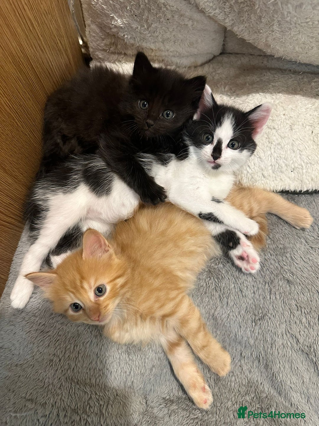 Mixed Breed cats for sale: For Sale: 5 Adorable Male Kittens 🐾 - Image 6