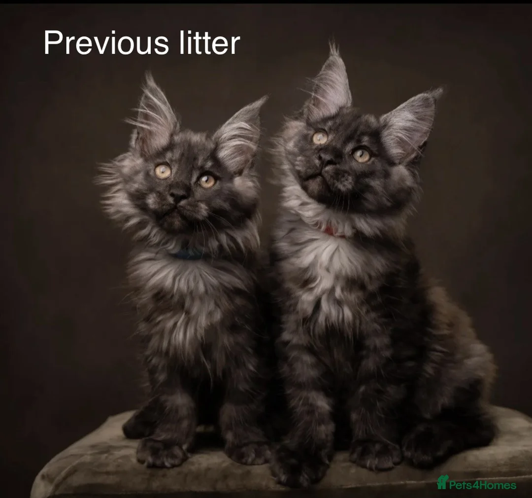 Maine Coon cats for sale: Council licensed TICA Maine Coon kittens - Advert 1