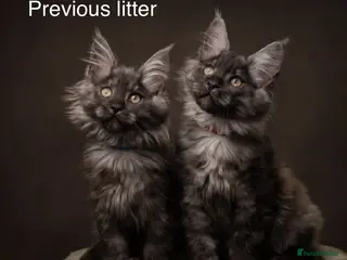 Maine Coon cats Council licensed TICA Maine Coon kittens - Advert 1