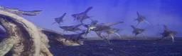 Angelfish fish for sale: Home Bred Blue Smokey / Pinoy Angelfish 2.5cm  - Advert 10