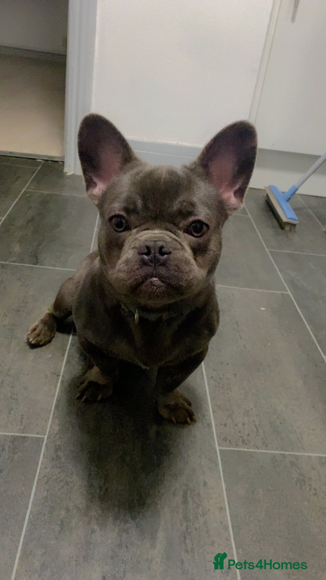 French Bulldog dogs for sale: Frenchi with fluffy frenchi genes  - Image 2
