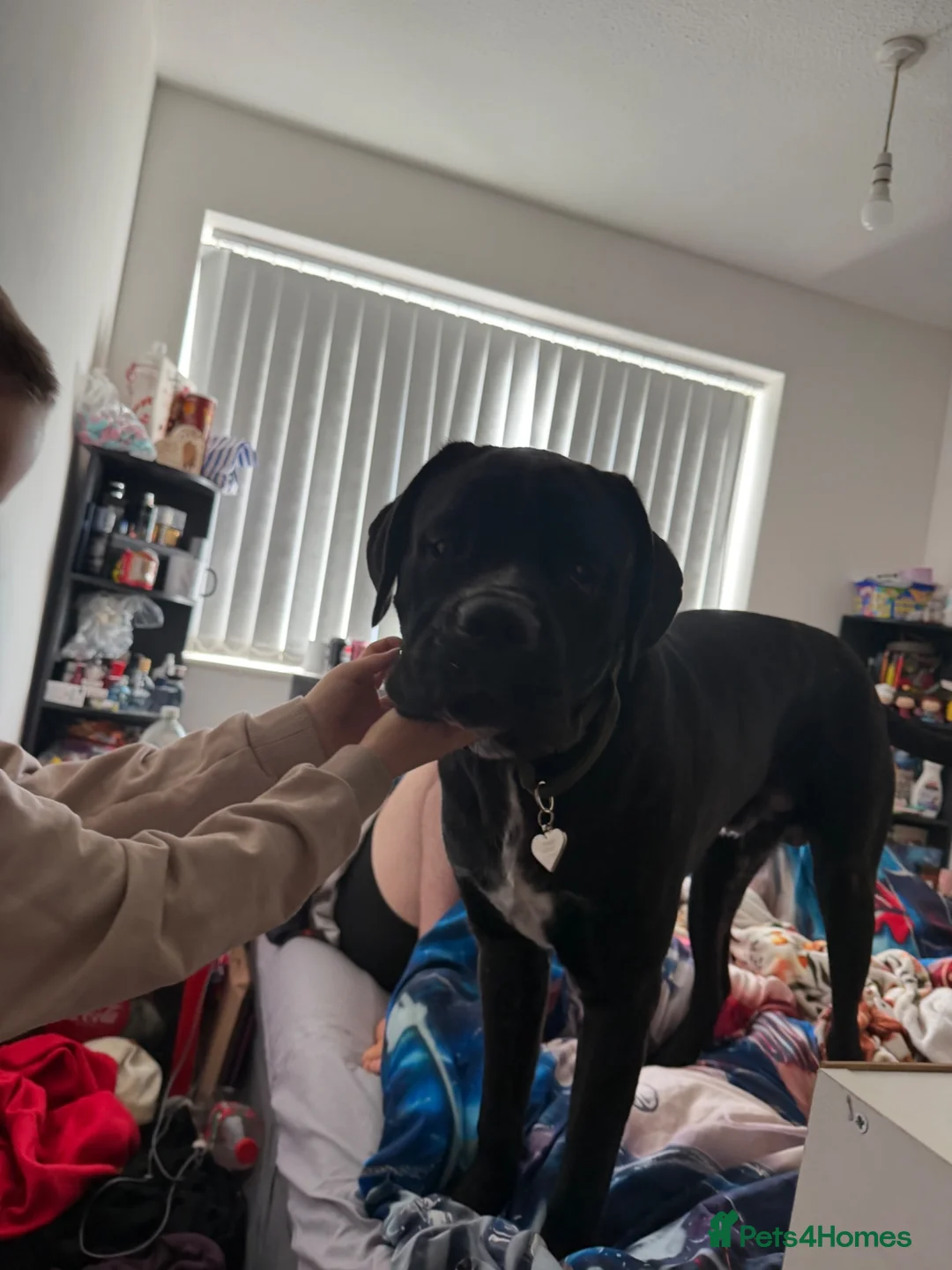 Cane Corso dogs for sale: Rosco Cane corso  - Advert 1