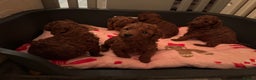 Poochon dogs for sale: Fox Red poochon puppys  - Advert 1