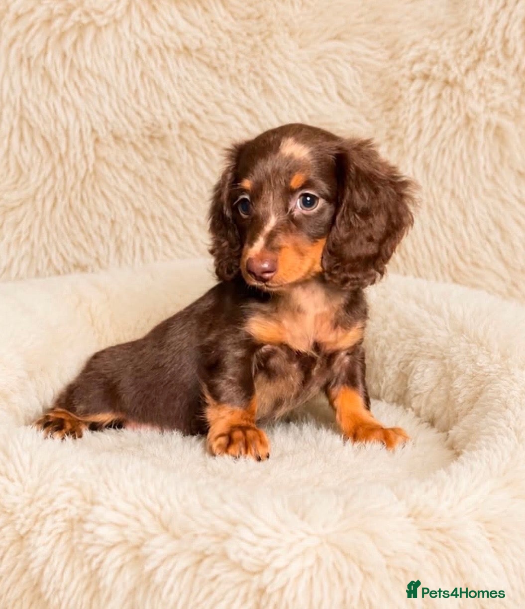 Dachshund dogs Gorgeous long haired miniature dachshund puppies  - Advert 4