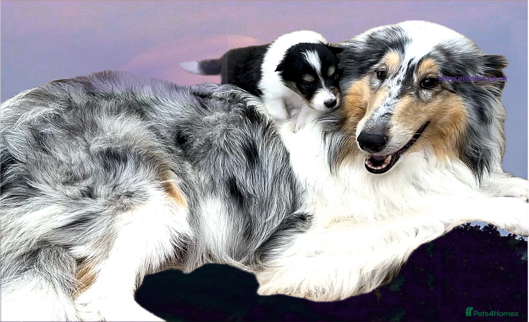 Rough Collie dogs for sale: BEST LAST AVAILABLE PUPPY MALE HEALTH DNA CLEAR  - Image 2