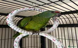 Parrots birds for sale: Hand Reared Baby Festive Amazons  - Image 4