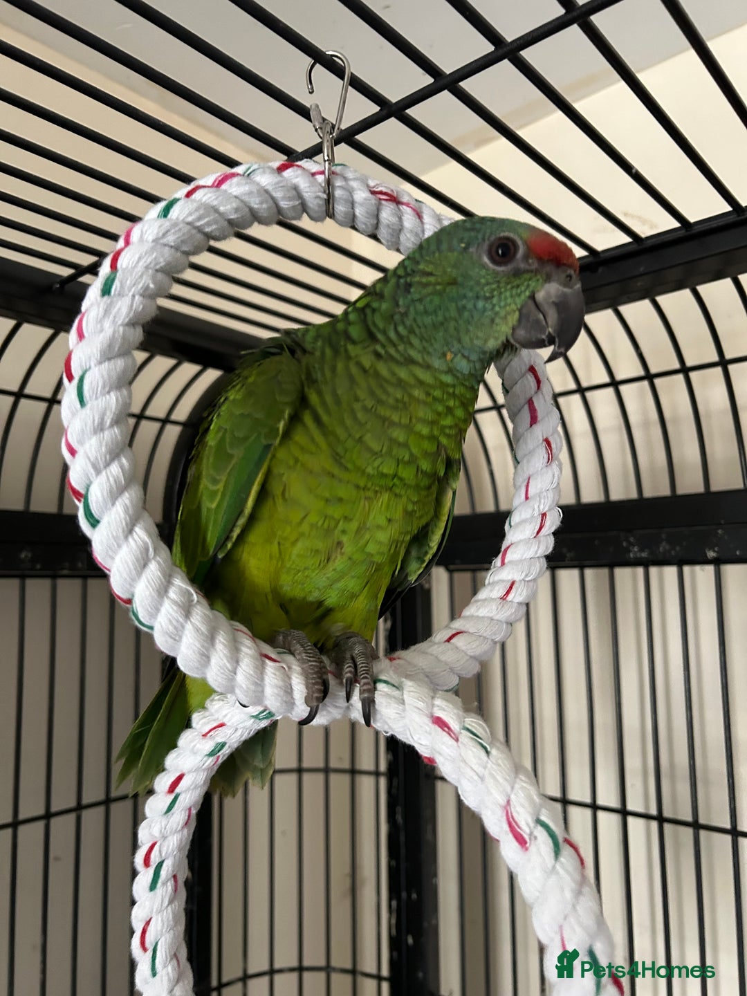 Parrots birds for sale: Hand Reared Baby Festive Amazons  - Image 4