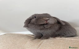 Dwarf Lop rabbits for sale: Beautiful cuddly mini lop bunny in York - Image 4