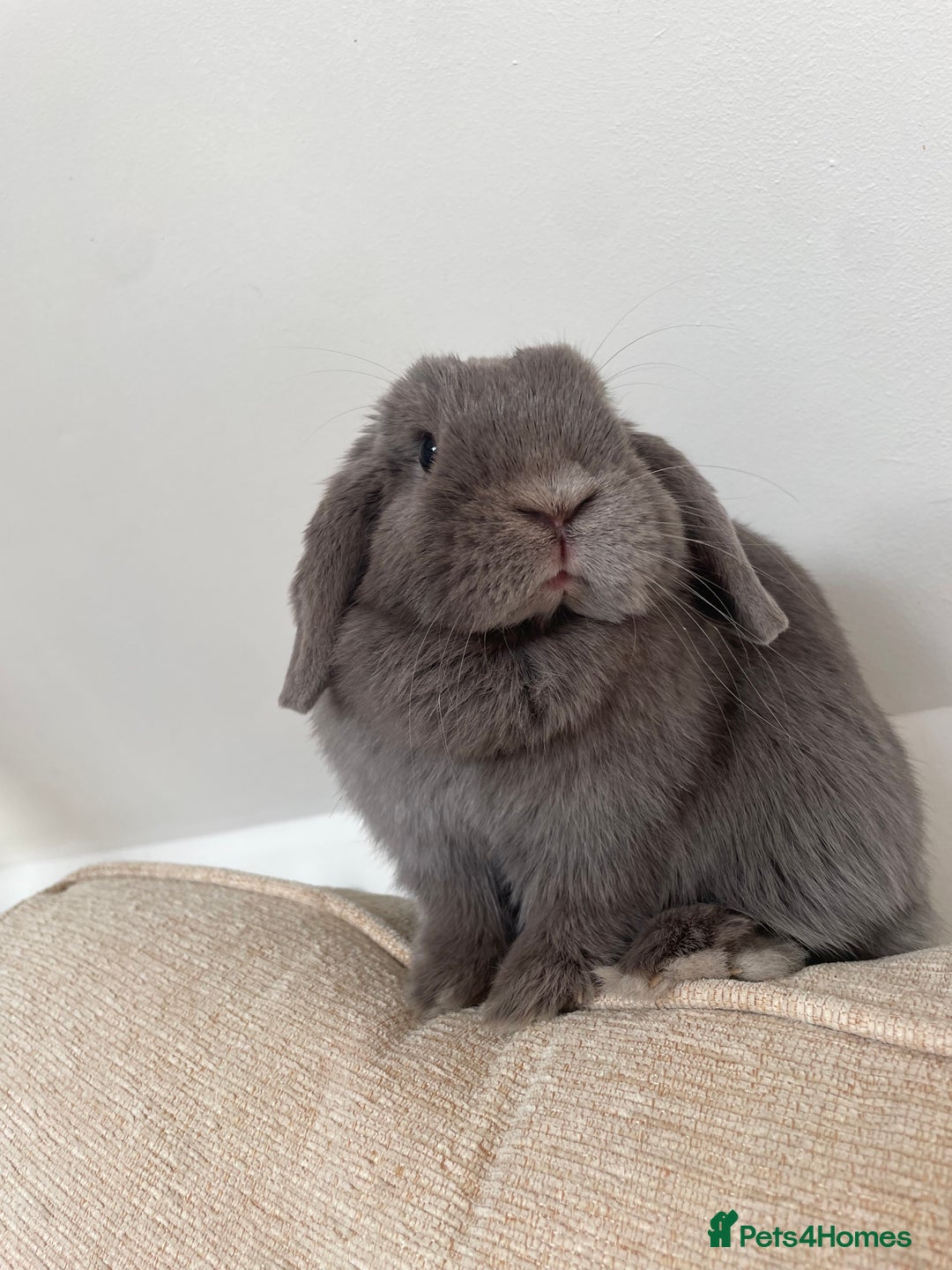 Dwarf Lop rabbits for sale: Beautiful cuddly mini lop bunny in York - Image 4