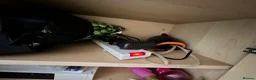 Turtle reptiles for sale: 2x Orange belly side neck with full setup - Advert 14