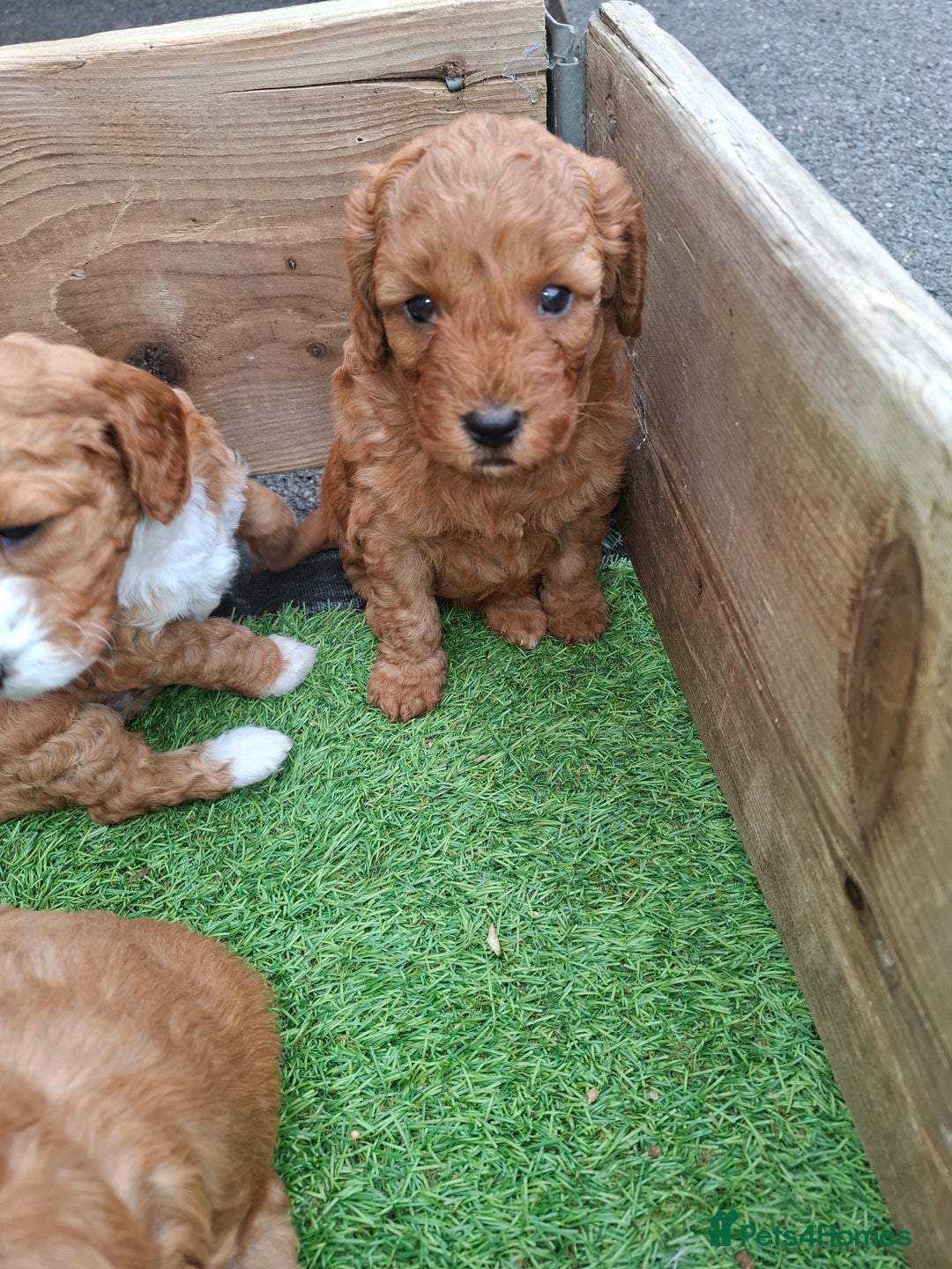 Mixed Breed dogs for sale: Cavapoo puppies  - Image 9