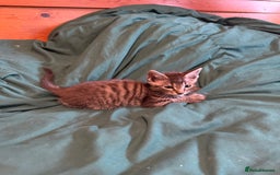 Mixed Breed cats for sale: 5 beautiful European short hair calico tabby’s  - Image 21