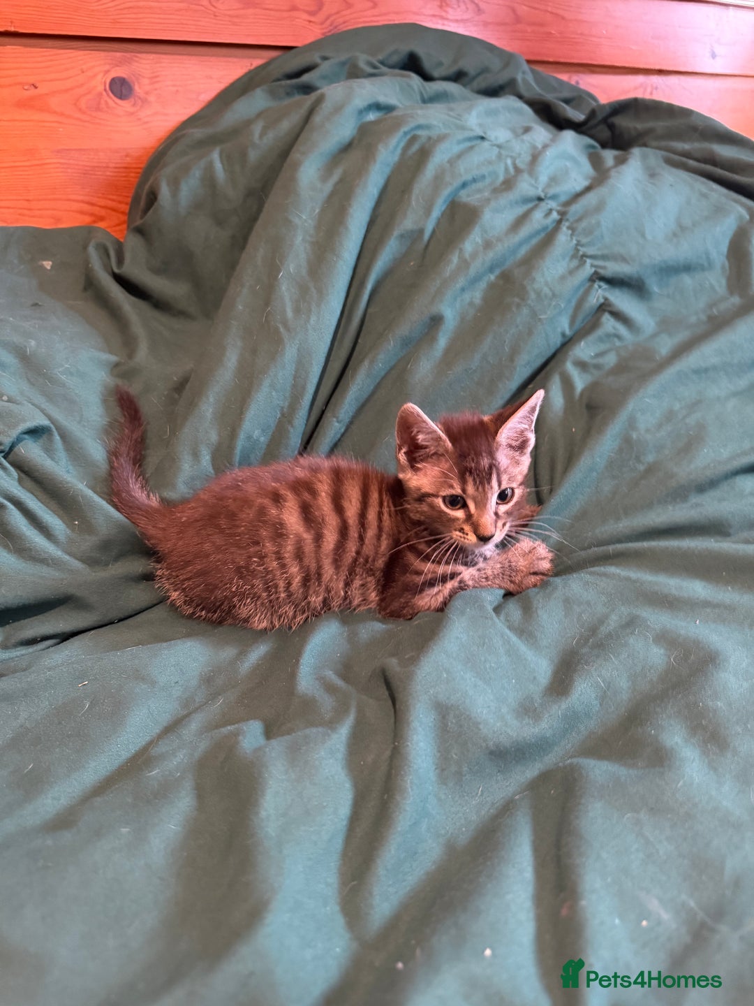 Mixed Breed cats for sale: 5 beautiful European short hair calico tabby’s  - Image 21