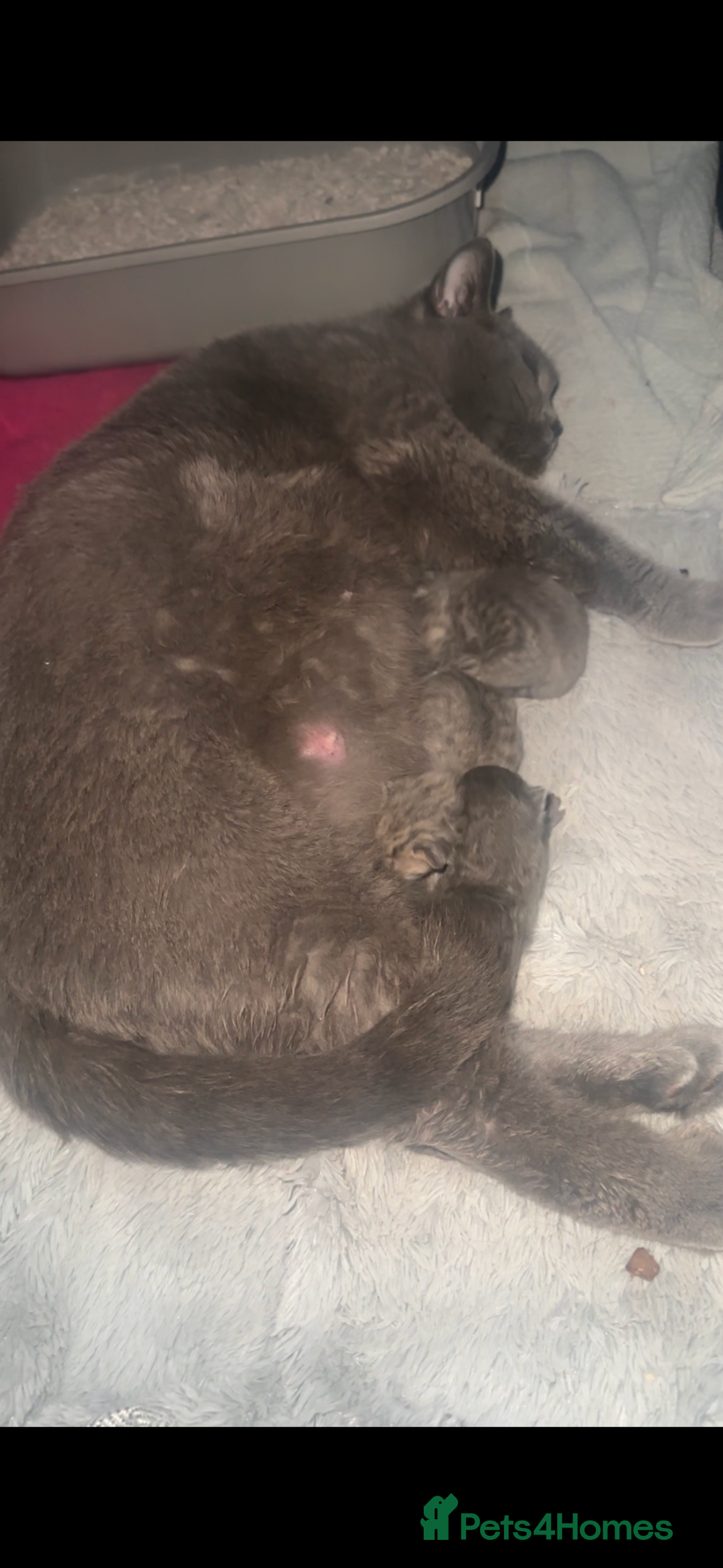 British Shorthair cats for sale: Gorgeous British short hair cross babies  - Image 6