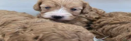 Cavapoo dogs for sale: Beautiful f1b cavapoo babies - Advert 11