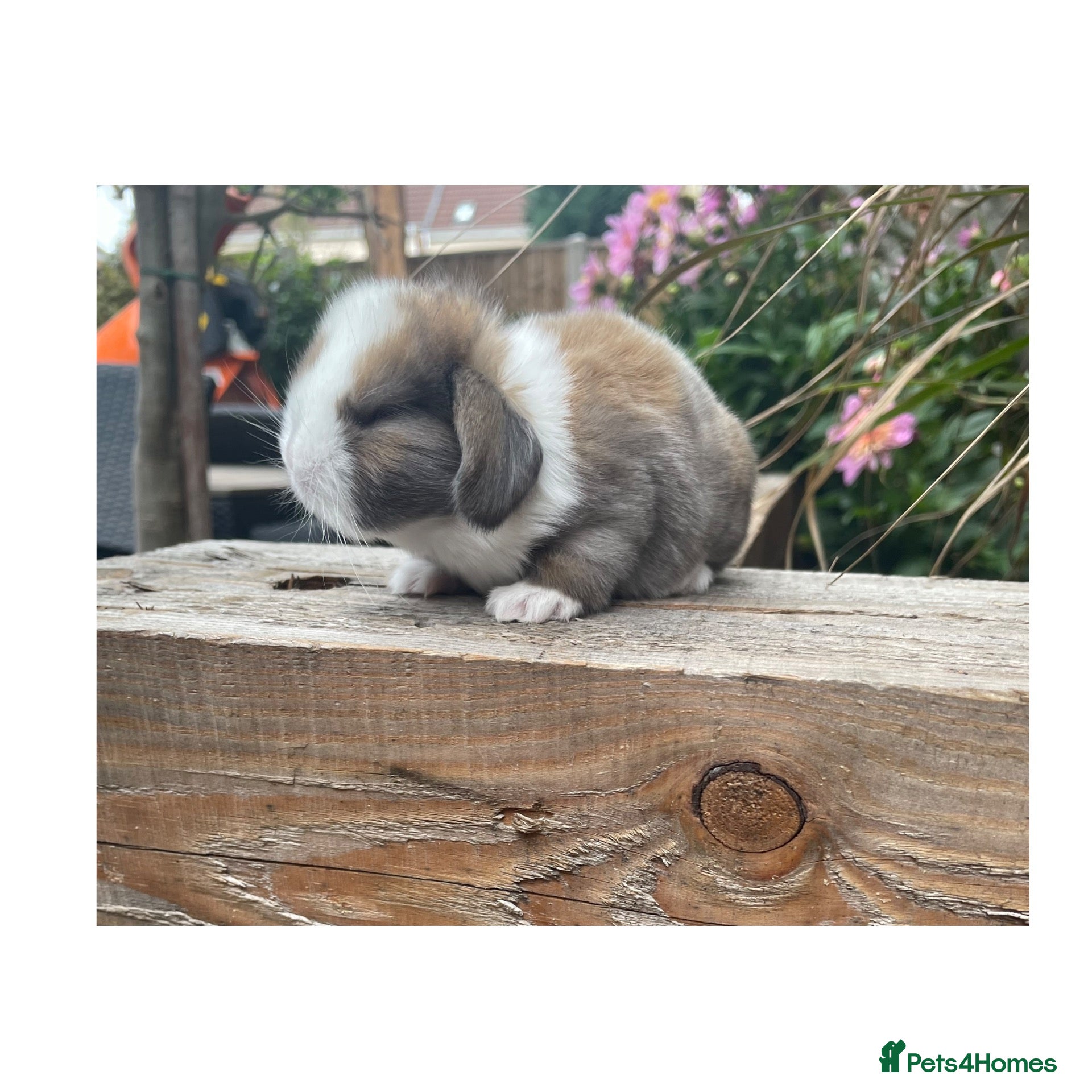 Mini Lop rabbits Beautiful mini lops  - Advert 2