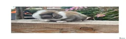 Mini Lop rabbits for sale: Beautiful mini lops  - Advert 2