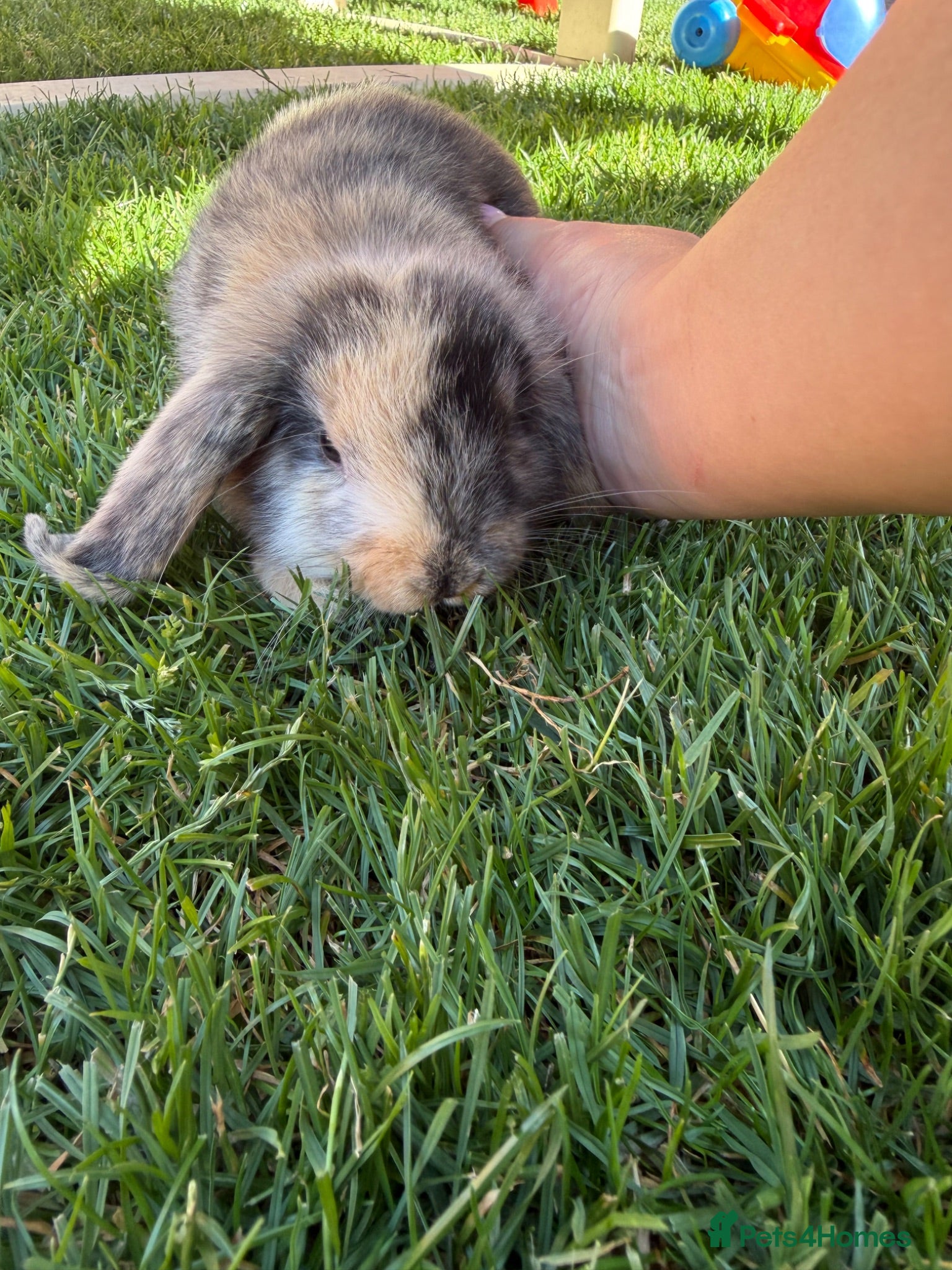 Mini Lop rabbits Mixed Mini Lop baby rabbits  - Advert 9