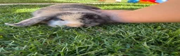 Mini Lop rabbits for sale: Mixed Mini Lop baby rabbits  in Maidstone - Advert 8