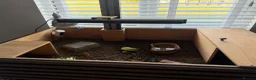 Tortoise reptiles for sale: Marginated Tortoises and set up  - Advert 3
