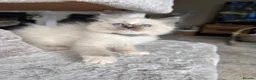 Ragdoll cats for sale: Ready Now! Beautiful Ragdoll Kittens! Xx  - Advert 20