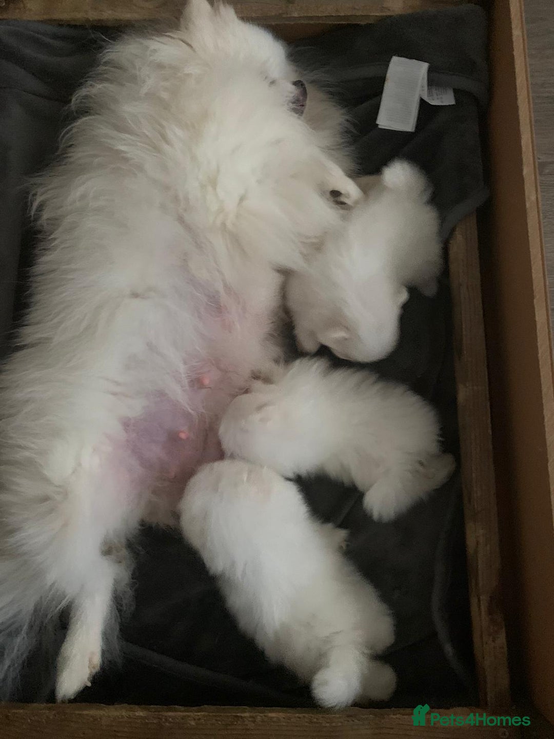 Pomeranian dogs for sale: Pure white fluffy little poms - Image 9