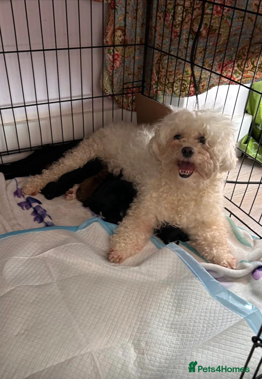 Poochon dogs for sale: Poochon puppies - Advert 1