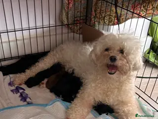 Poochon dogs Poochon puppies - Advert 1