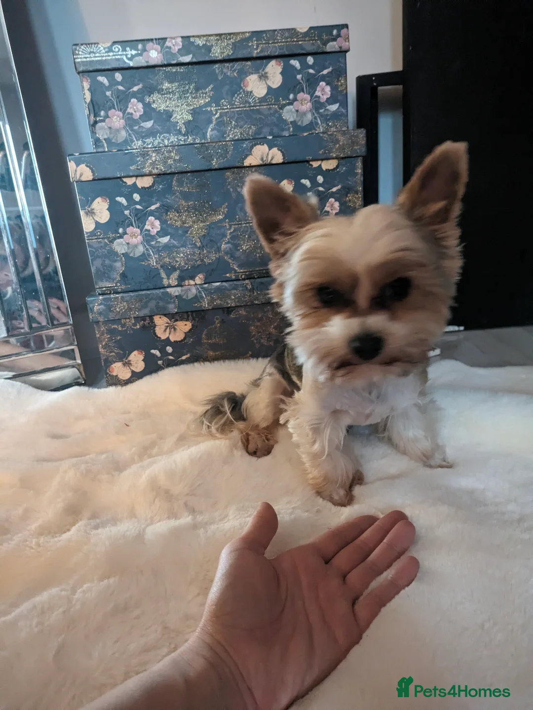 Biewer Terrier dogs for stud: Tiny Biewer terrier for stud duties in Watford - Advert 2