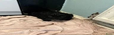 Cockapoo Puppy 4