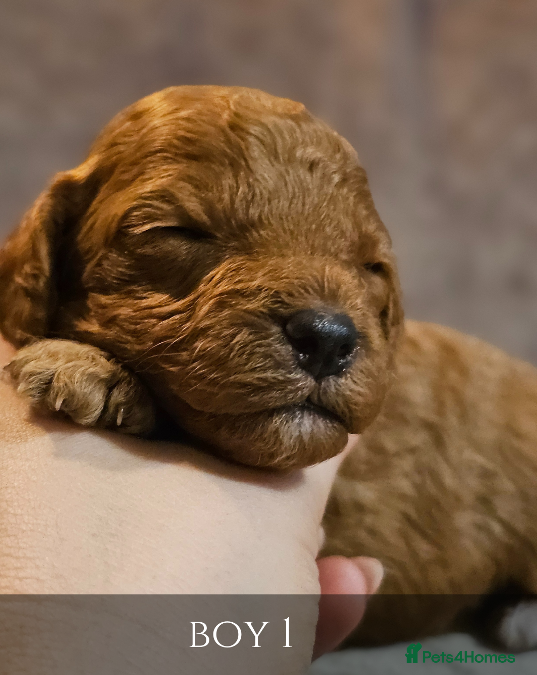 Cavapoo dogs for sale: 5 Beautiful Deep Red Cavapoo Pups - Advert 10