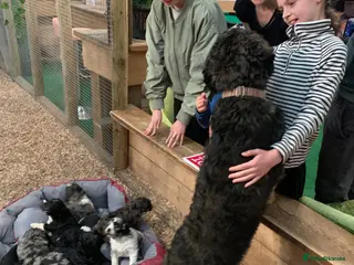 Bernedoodle dogs F1b Medium Size Bernedoodle - Advert 9